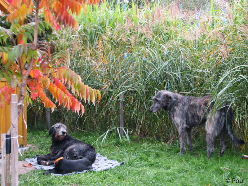 ERLINA with baby and FORSYTHIA, she likes puppies