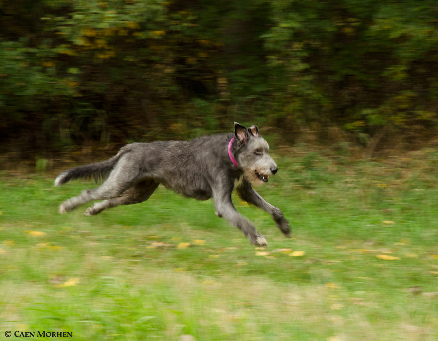 EDAN Caen Morhen alias "Merlin" likes run too