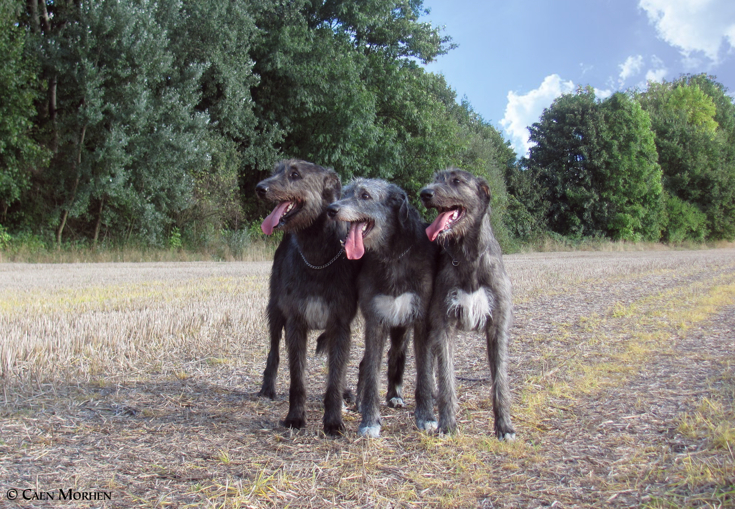 Indian summer - after long run (from left Gordey 3y, Daughter 6y, Eywa 1y)