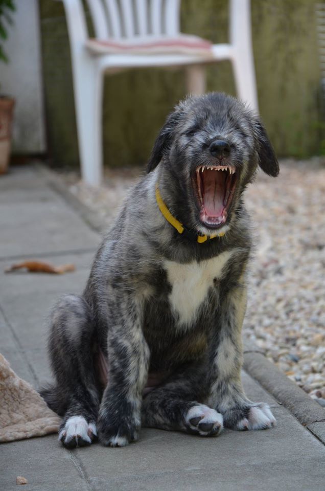 GAIA - wolfhound or shark?