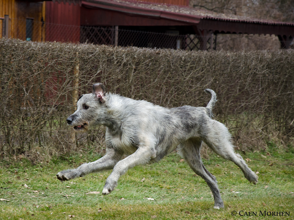 Gaia such a look sighthound muscules. Runing for joy is better as politics in races.