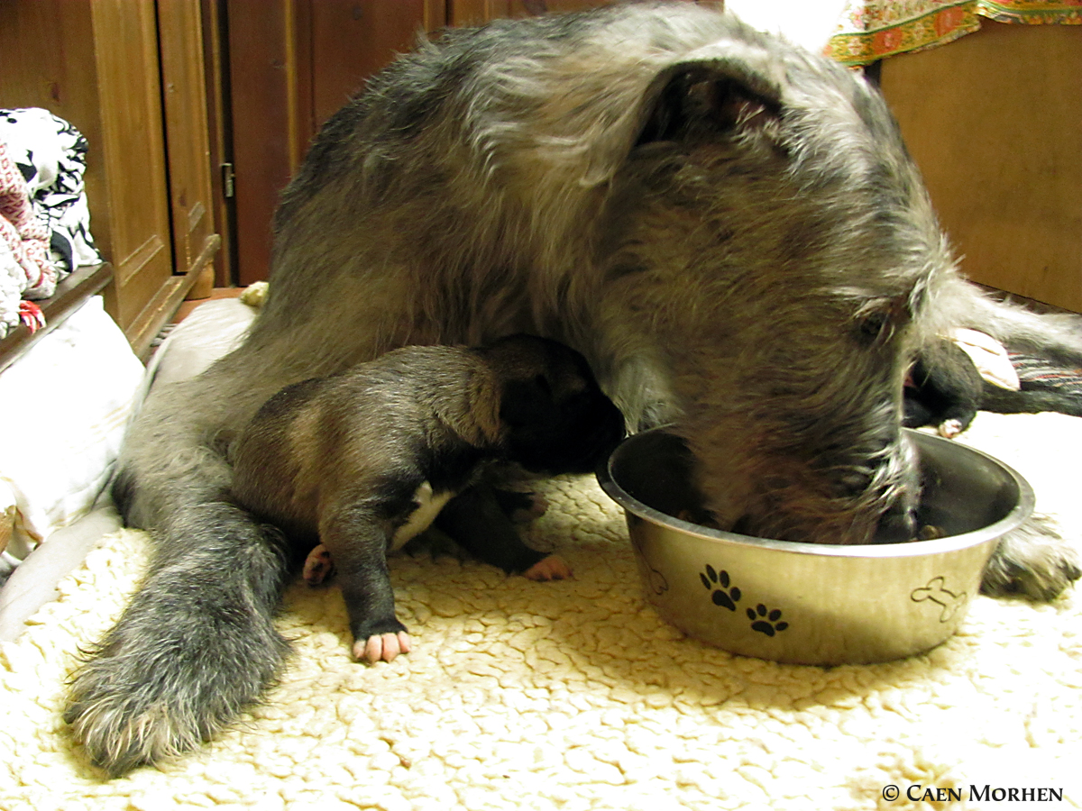 Deep night, smallest Ms "Been" with mom ... I need to big bowl!