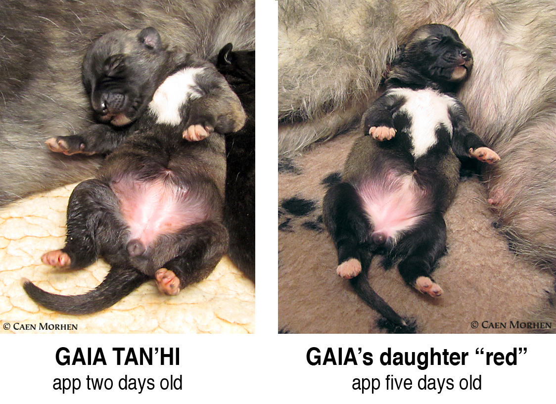 GAIA two days & her daughter "red" app five days