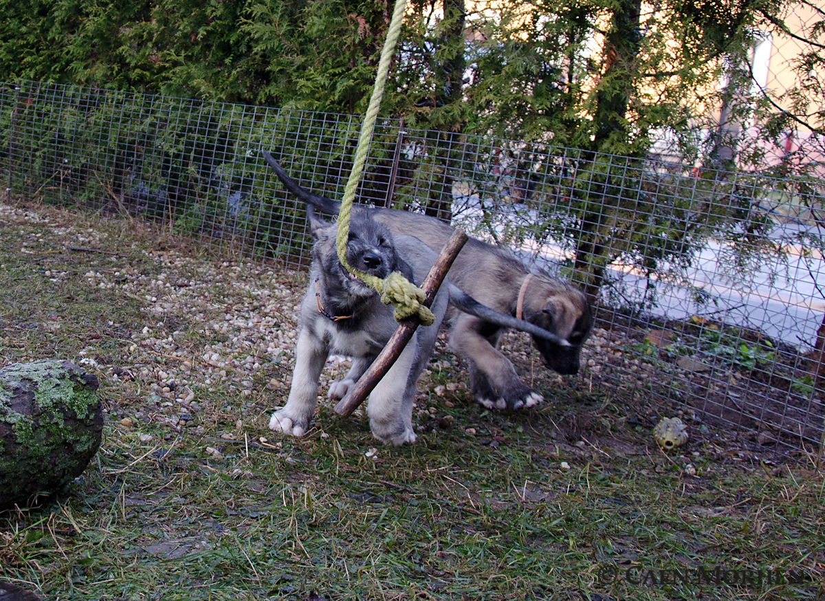 Beige "Goodie" and movable stick