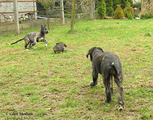 Course_at_the_dachshund_1.jpg