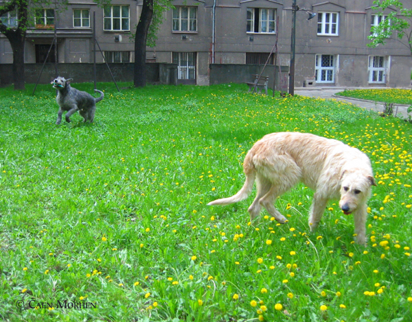 TELL_and_Garrincha_Holešovice_coutryard.jpg