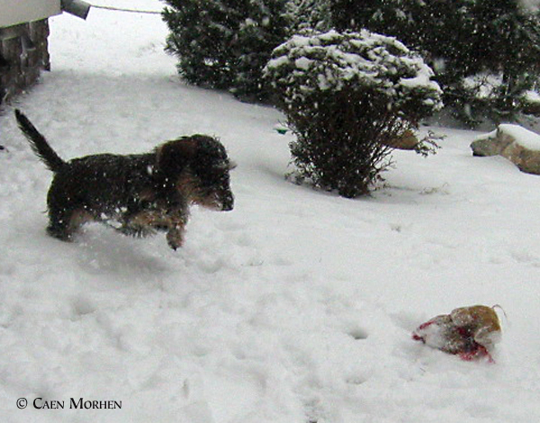 TYNKA_2009_snowhunting.jpg