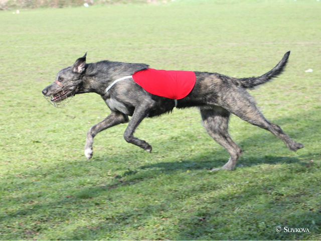 Zlati lure coursing 2