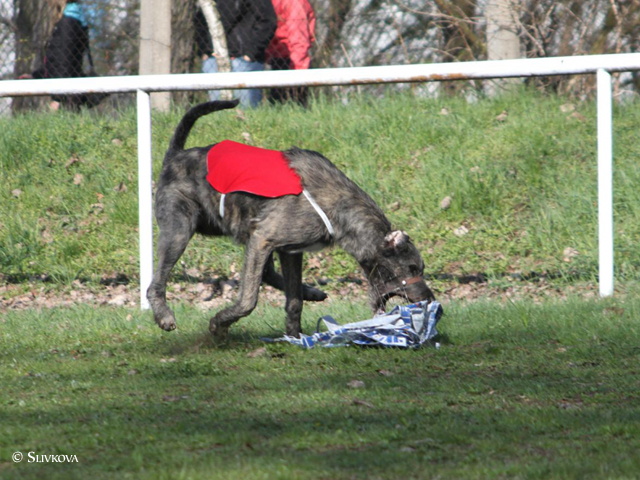 Zlati lure coursing 4