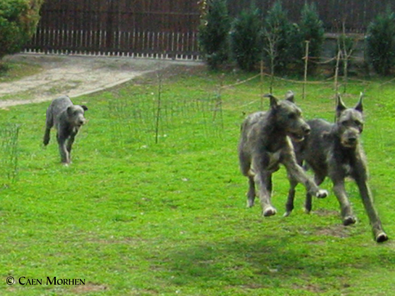 Flying wolfhounds- Zlatonka a Pípa