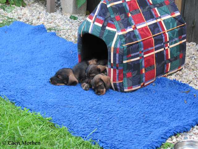 Little guardians in the garden