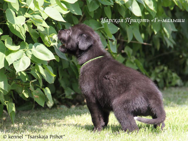 Gordey - 4,5 weeks, gardener