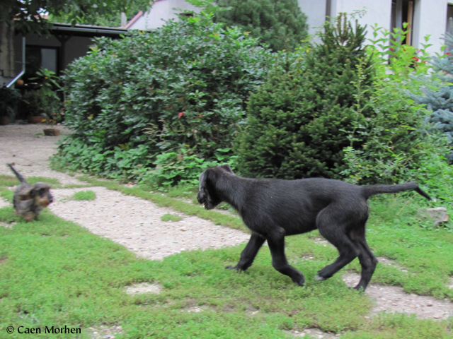 Dachshund hunting?