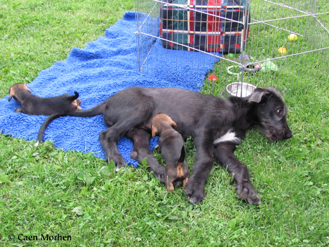 Dachshunds E litter - I must give suck to all?