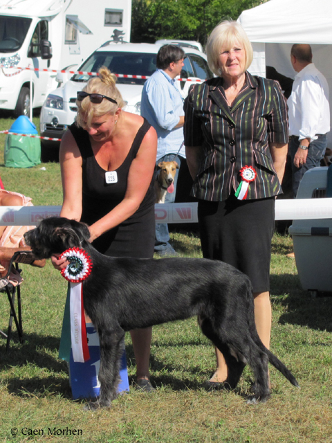 FCI Eurosighthound - Winner of puppyclass, Best puppy