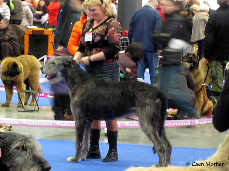 First succe after puppies: CAC CACIB BOB Qualification for Cruft's