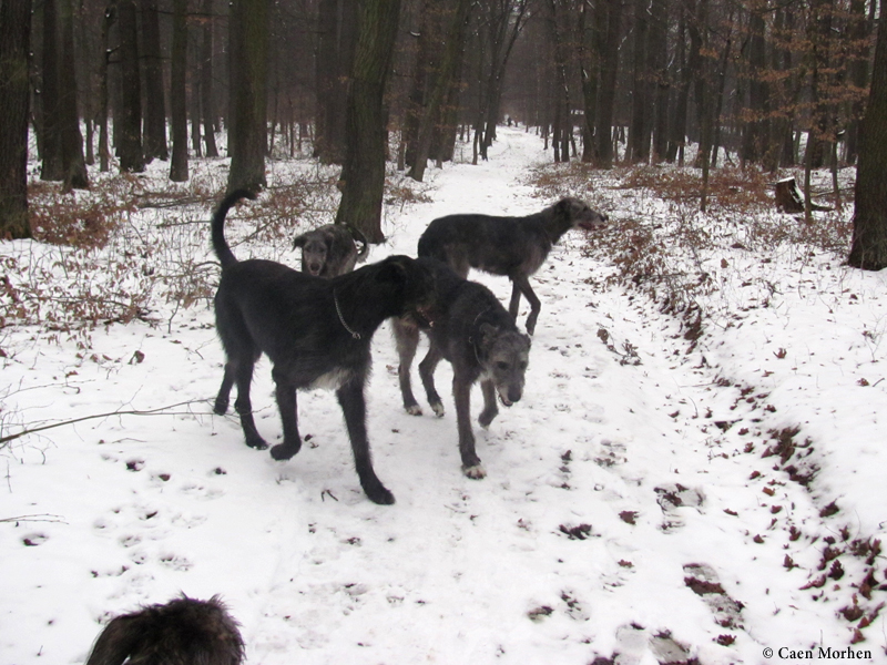 Five months - walk with Green "Willy"  and Light blue "Gimli"