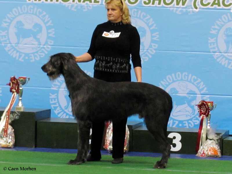 19 months - first time Best of Breed