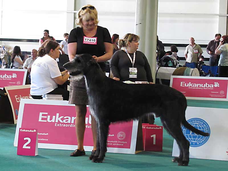 World dog show Budapest - V2 and res. CAC