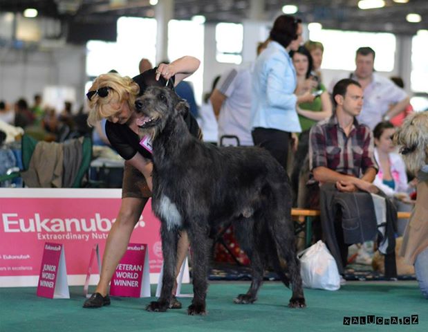 World dog show - in ring, photo K. Simcakova