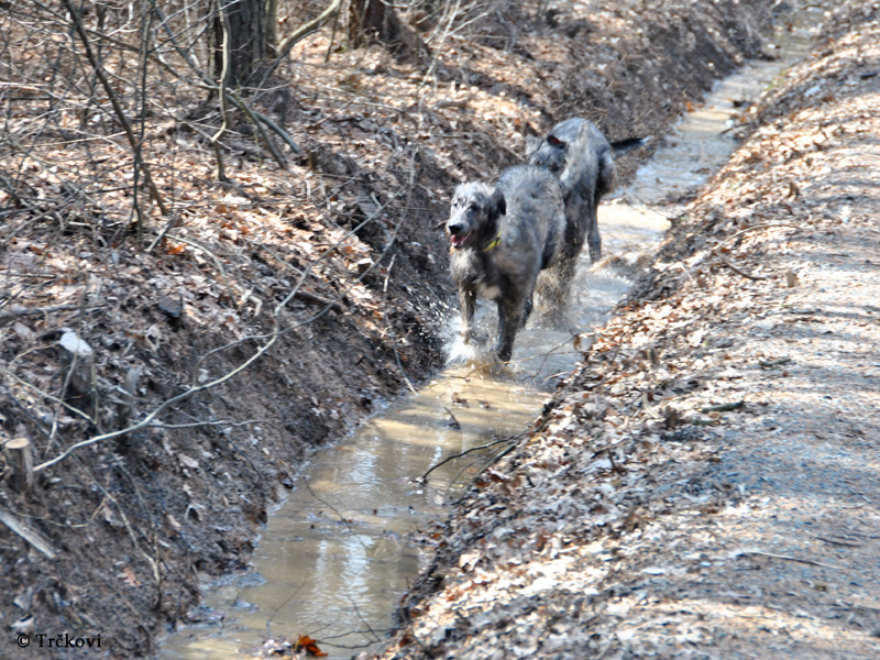 Waterrun