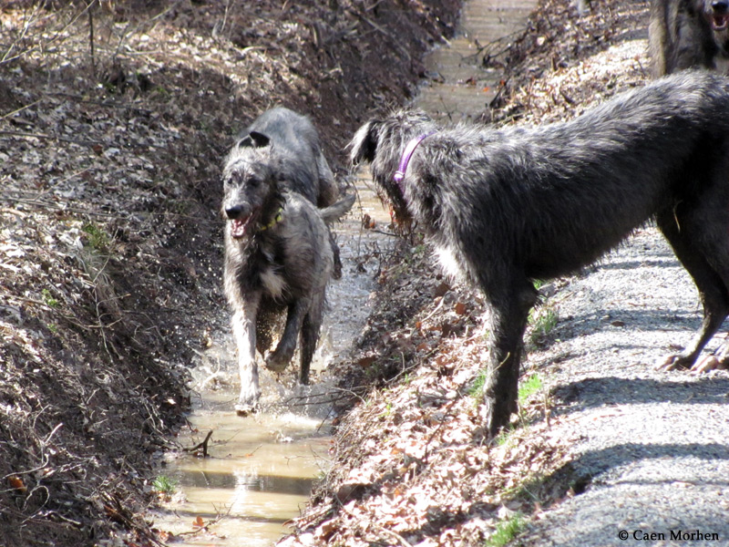 Waterrun Violet and Raisin and?