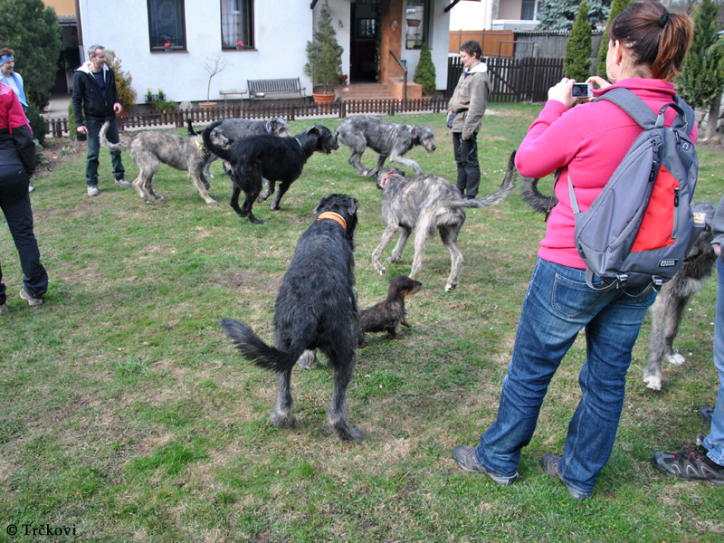 Hunting - ten IW and two Dachshunds