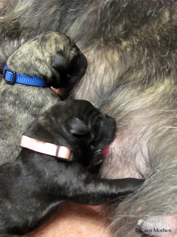 Brother and sister a one day old