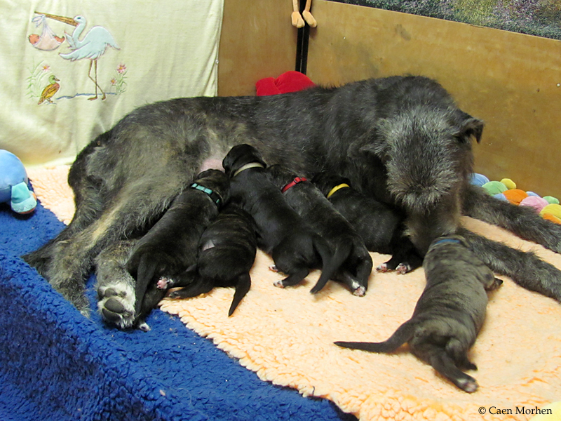 12 days old, theme repeated: drink and clean, drink and clean