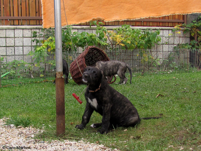 puppies are prepared for their new homes, they need to be able to: work with clotheshorse