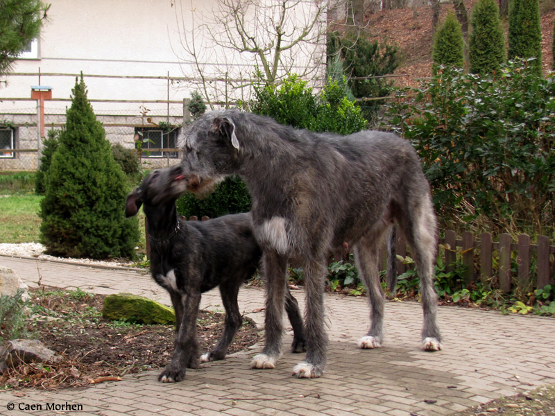 Forsythia and mum 3months