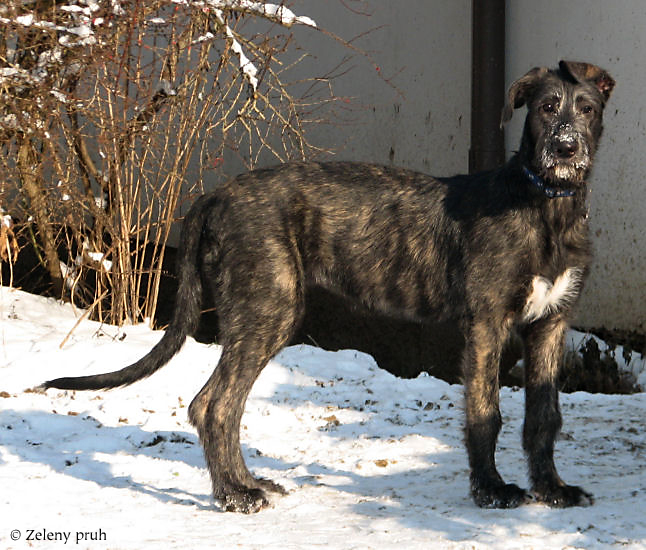 Forsythia four months