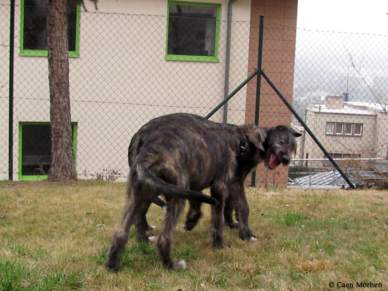 Eywa and Fearghus four months