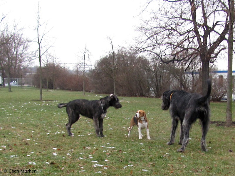 Eywa 4,5 months and EARL Caen Morhen 17 months