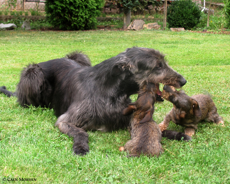 if you need clean your teeth, you need dachshunds :)