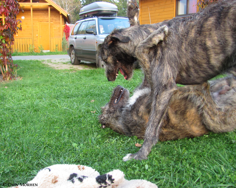 Brotherkilling