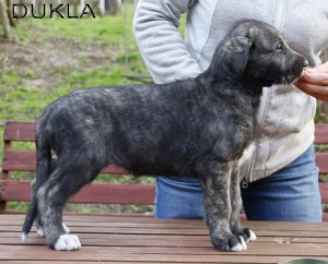 dukla2.jpg