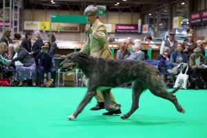 elias-crufts-4-juncl-inzerce.jpg