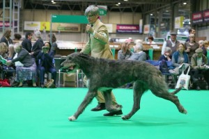 elias-crufts-4-juncl.jpg