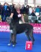 Famous success in Eurodog - DAUGHTER-res.-CAC - six years old