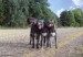 Indian summer - after long run (from left Gordey 3y, Daughter 6y, Eywa 1y)