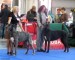 Caen Morhen halfsisters - EuroJW FYAWINTXU EYWA (13 mnt) + EuroWinnerERLINA (2y)