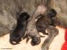 Puppies - my fiend gave them wonderful common name: "miraculous"