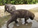 After big cloudburst .... so puppy enjoy a first "pool"