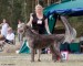 Four months after puppy birth Eywa won BOB at Speciality Sighthound show