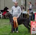 Gordey won BOS in Clubshow 2015, handler is my beloved husband