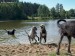 Puppymeeting 2018 - Daughter was sooo happy with her baies and grandchildrens! here 9 and half years old.