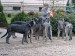 Find, who is mum? From left: Violet, Brown, Daughter, Light blue, Dark blue, puppy seven months old