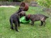 puppies are prepared for their new homes, they need to be able to: work as gardener with ewer