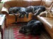 Wolfhounds sofa - Eywa with mum